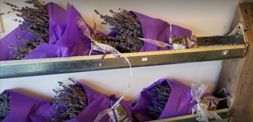 Bunches of lavender wrapped in purple paper displayed on metal shelves.