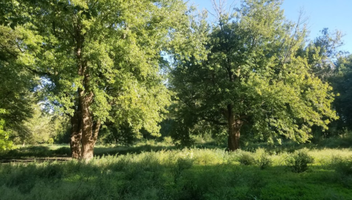Two large trees stand amidst lush green grass and foliage under a clear blue sky.