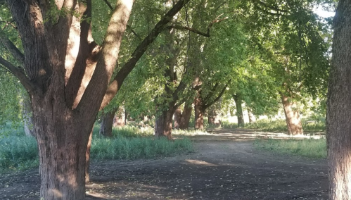 A serene path lined with tall trees, dappled sunlight filtering through lush green leaves.