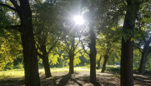 Sunlight filters through lush green trees in a serene forest setting, casting dappled shadows on the ground.