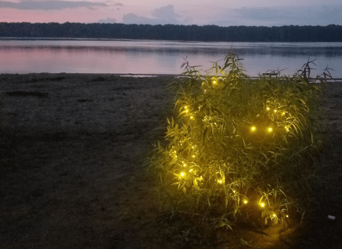A small bush adorned with warm lights by a calm lake at sunset, reflecting soft colors in the water.