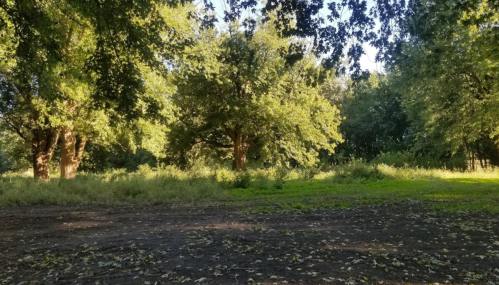 A serene landscape featuring lush green trees and a grassy area, with sunlight filtering through the leaves.
