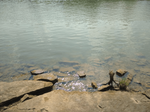 A calm river scene with clear water reflecting sunlight, surrounded by rocks and a small plant at the water's edge.