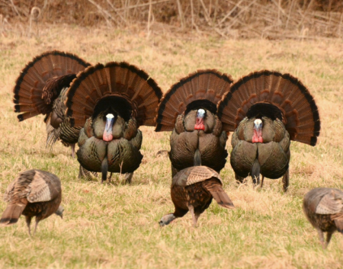 A group of male turkeys displaying their feathers in a grassy field, with a few females foraging nearby.