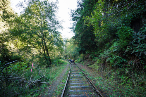 A narrow railway track surrounded by lush greenery and trees, leading into a forested area.
