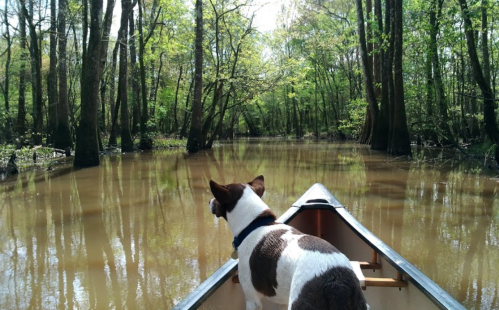 A dog sits in a canoe, gazing at a serene, tree-lined swamp with calm waters reflecting the greenery.