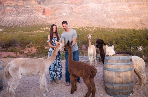 A couple interacts with several alpacas near wooden barrels in a scenic outdoor setting.