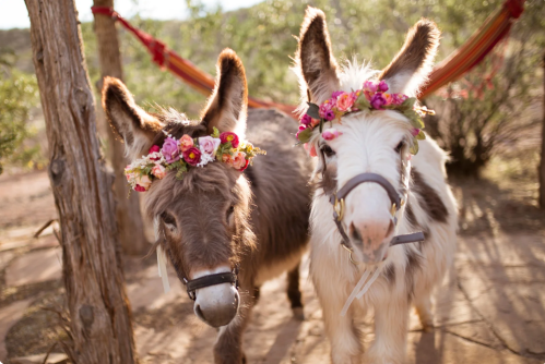 Two donkeys wearing flower crowns stand together in a sunny outdoor setting, surrounded by greenery.
