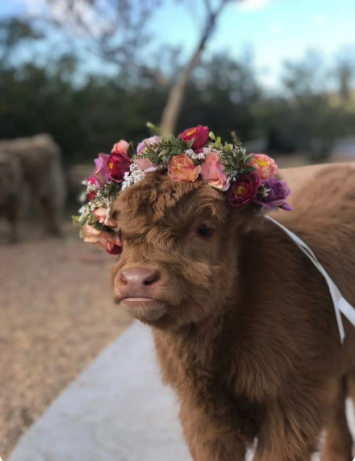 A brown calf wearing a floral crown, looking curiously at the camera with a blurred background of trees.