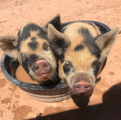 Two pigs with distinctive black and brown spots relaxing in a water-filled tub on a dirt surface.