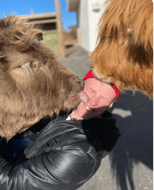 A person in a leather jacket is playfully surrounded by two cows, one licking their face while they smile.