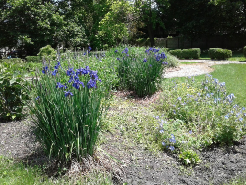 A garden scene featuring clusters of purple irises and blue flowers surrounded by green foliage and grass.