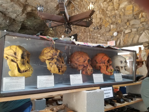 Display of various skull replicas in a glass case, showcasing different colors and features, set against a stone wall.