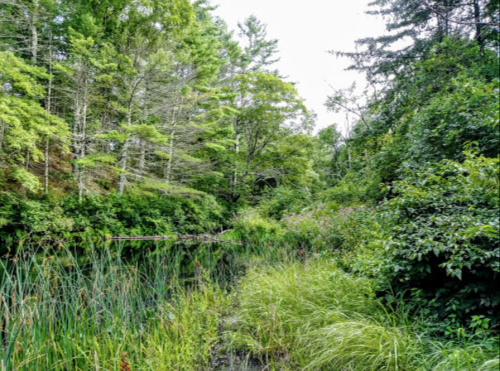 Lush green forest with tall grasses and a calm waterway, surrounded by trees and vibrant foliage.