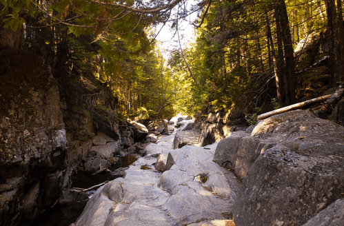 A serene rocky riverbed surrounded by tall trees and sunlight filtering through the foliage.