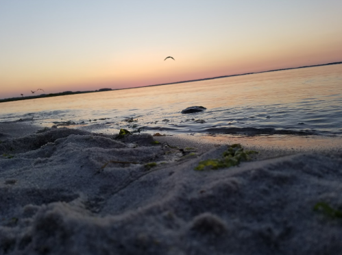 A serene beach scene at sunset, with gentle waves lapping at the sandy shore and a bird flying in the sky.