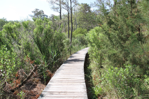 A wooden boardwalk winding through lush greenery and trees in a natural setting.
