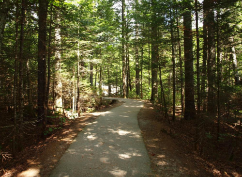 A winding path through a lush green forest, surrounded by tall trees and dappled sunlight.