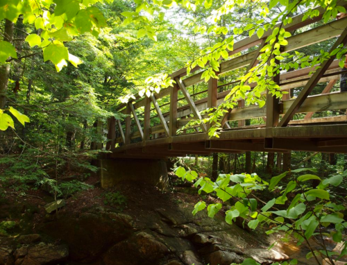 A wooden bridge spans a stream, surrounded by lush green trees and foliage in a serene forest setting.