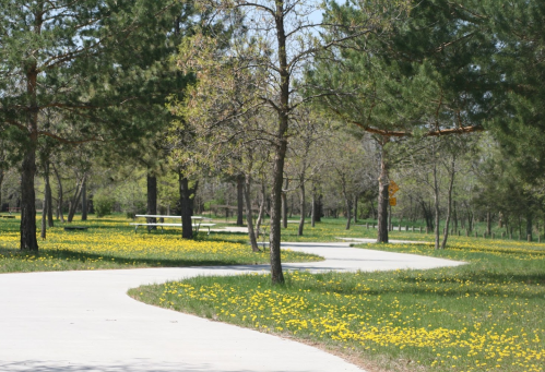 A winding path through a park, lined with trees and vibrant yellow flowers in a sunny, green landscape.