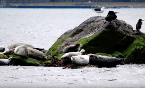 Seals resting on a moss-covered rock in the water, with birds perched nearby.