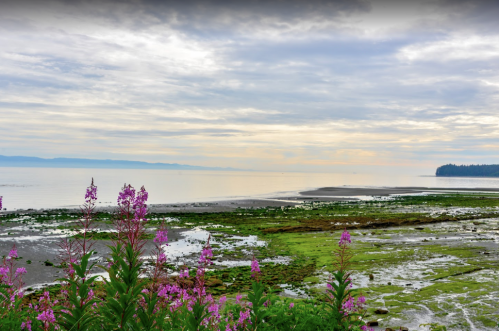 A serene coastal landscape with pink flowers in the foreground, calm waters, and a cloudy sky in the background.