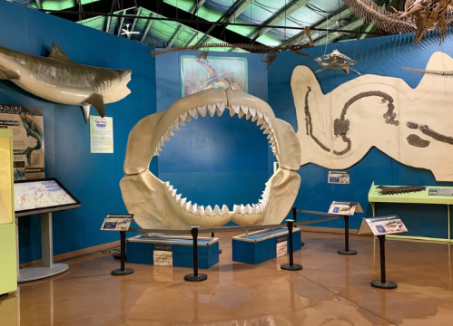 Exhibit featuring a large shark jaw, marine fossils, and informational displays in a museum setting.