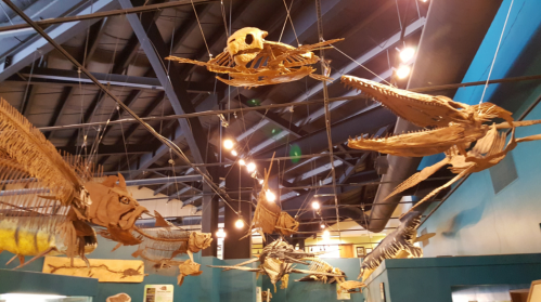 Suspended fish skeletons and fossils hang from the ceiling in a museum, showcasing marine life.