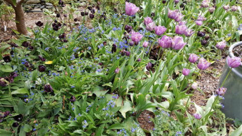 A vibrant garden filled with purple tulips and blue flowers, surrounded by lush green foliage.