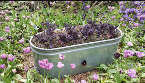 A metal planter filled with dark leafy plants, surrounded by blooming pink and purple flowers in a vibrant garden.