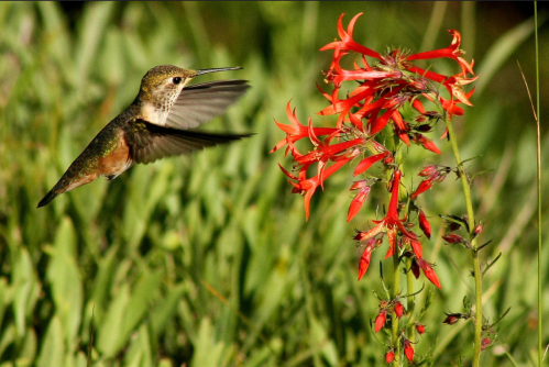 A hummingbird hovers near vibrant red flowers in a lush green setting.