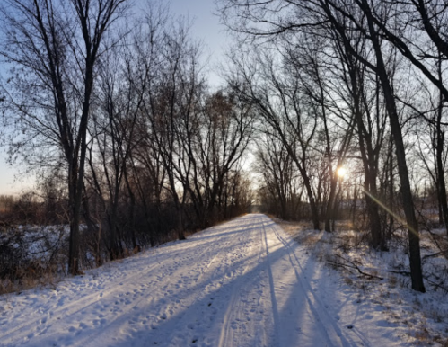 A snowy path lined with bare trees, with the sun setting in the background, casting long shadows on the ground.