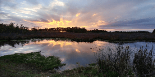 A serene wetland at sunset, with vibrant clouds reflecting in the calm water and lush vegetation along the shore.