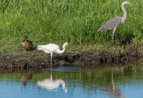A white heron stands in shallow water, a duck nearby, and a gray heron in the background, surrounded by green grass.