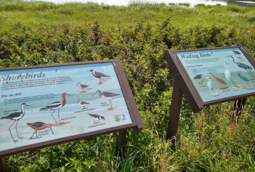 Two informational signs about shorebirds and wading birds in a grassy area near a body of water.