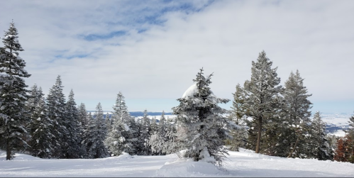 A snowy landscape with evergreen trees under a cloudy sky, showcasing a serene winter scene.