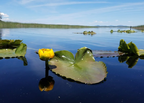 A yellow water lily blooms on a calm lake, surrounded by green leaves and a clear blue sky.