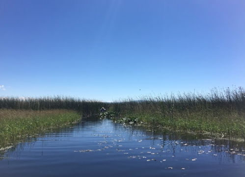 A serene waterway surrounded by tall grasses under a clear blue sky, with lily pads floating on the water's surface.