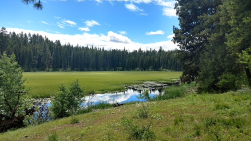 A serene landscape featuring a calm lake surrounded by lush greenery and tall trees under a blue sky with clouds.