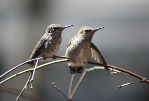 Two small birds perched on a branch, with soft feathers and delicate features, set against a blurred background.