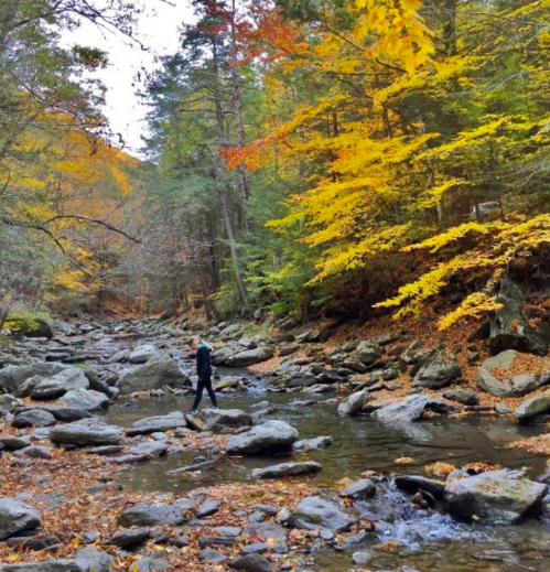 A person walks across rocks in a stream surrounded by vibrant autumn foliage in a serene forest setting.