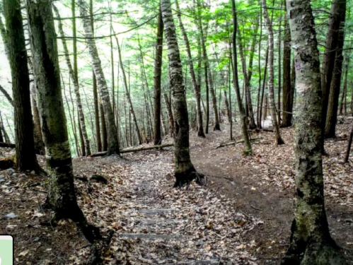 A serene forest path surrounded by tall trees and scattered leaves on the ground.