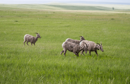 A group of four bighorn sheep grazes in a lush green field, with one sheep walking away in the background.