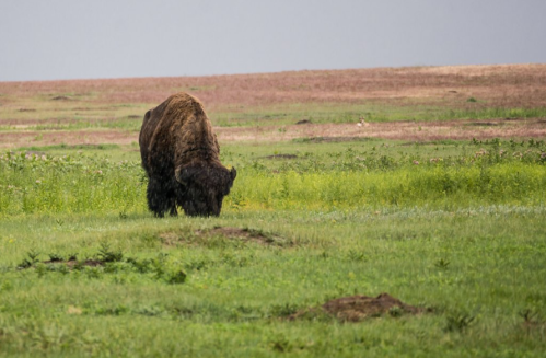 A bison grazing in a grassy field with a distant landscape of purple and green hues.