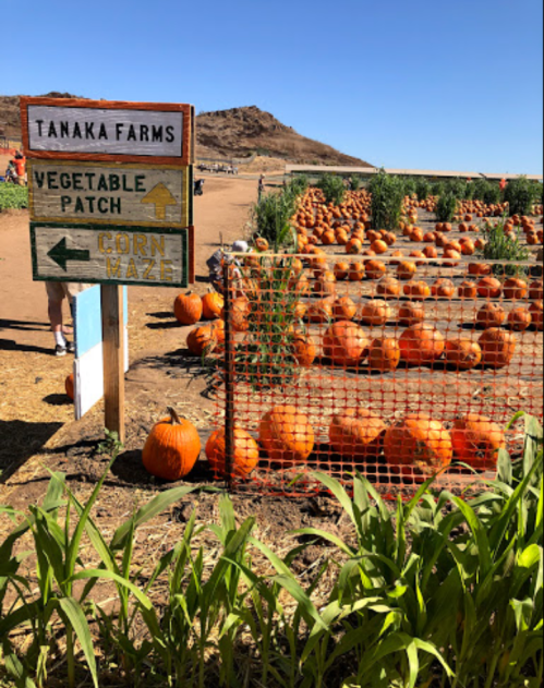 Sign for Tanaka Farms with directions to the vegetable patch and corn maze, surrounded by pumpkins in a field.