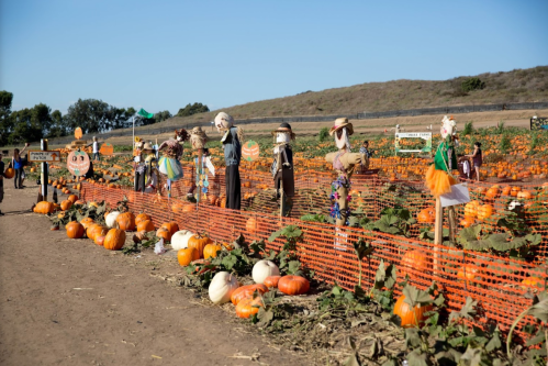 A pumpkin patch with scarecrows, orange pumpkins, and a clear blue sky in the background.