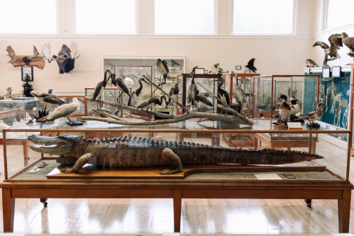 A large crocodile specimen displayed in a glass case, surrounded by mounted birds and animal exhibits in a museum.