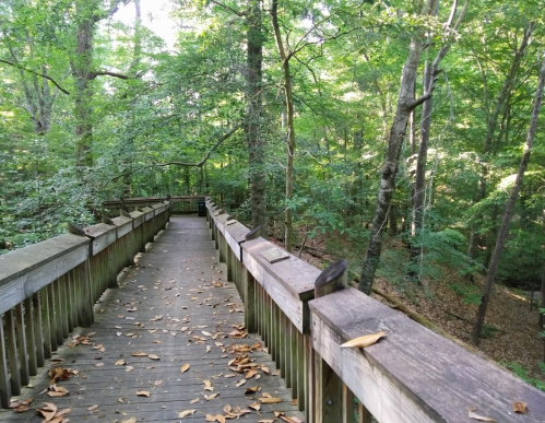 A wooden boardwalk winding through a lush green forest, surrounded by trees and fallen leaves.