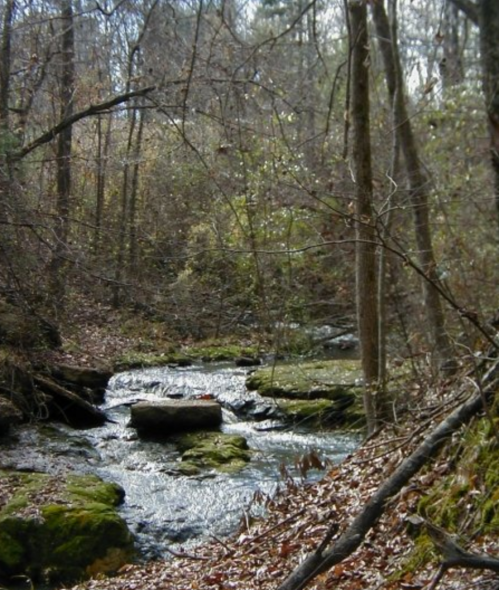 A serene forest scene featuring a gently flowing stream surrounded by trees and moss-covered rocks.