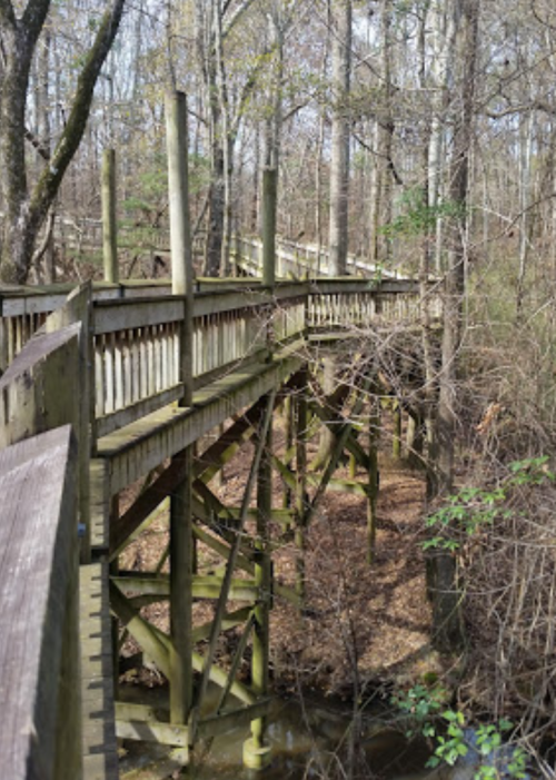 A wooden walkway elevated above the ground, surrounded by trees and foliage in a forested area.